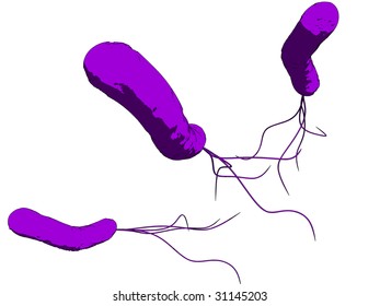 e-coli - bacteria