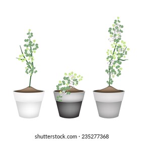 Ecological Concept, Green Manila Tamarind or Pithecellobium Dulce Benth Tree with Green Leaves in Ceramic Flower Pots for Garden Decoration. 