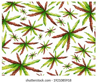 Ecological Concept, Illustration Background of Beautiful Green and Yellow Spot Croton Plants or Codiaeum Variegatium Plants For Garden Decor.
