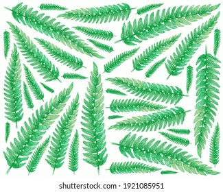 Ecological Concept, Illustration Background of Beautiful Pteridophyta or Tassle Fern Leaves.
