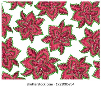 Ökologisches Konzept, Illustrationshintergrund Beautiful Purple Coleus, Solenostemon, Plectranthus Scutellarioides, Solenostemon Scutellarioides, Solar Sunrise oder Flame Nettlepflanzen für Garden Decora