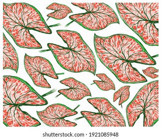 Ecological Concept  Illustration Background Elephant Ear  Colocasia  Caladium  Heart Jesus Angel Wings Plants in A Garden 
