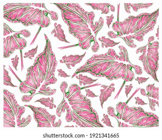 Ecological Concept  Illustration Background Elephant Ear  Colocasia  Caladium  Heart Jesus Angel Wings Plants in A Garden 
