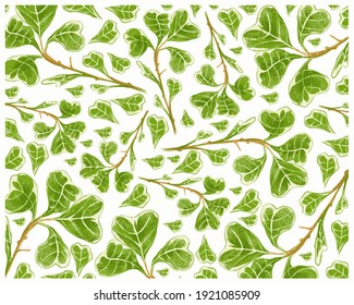 Ecological Concept, Illustration Background of Ficus Deltoidea, Mistletoe Fig or Mistletoe Rubber Plant for Garden Decoration.

