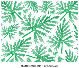 Ecological Concept, Illustration Background of Philodendron Selloum, Lacy Tree Philodendron or Horsehead Philodendron Leaves.
