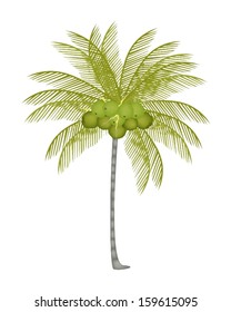Ecological Concept, An Illustration of Beautiful Fresh Coconuts with Tropical Palm Tree and Coconut Fruit 
