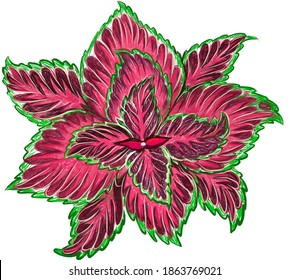 Ecological Concept, Illustration of Beautiful Purple Coleus, Solenostemon, Plectranthus Scutellarioides, Solenostemon Scutellarioides, Solar Sunrise or Flame Nettle Plants For Garden Decoration.
