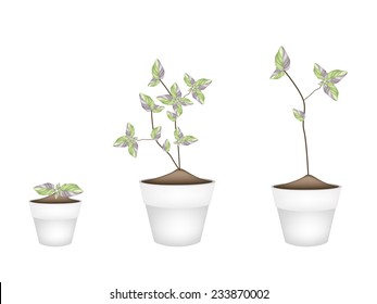 Ecological Concept, Illustration Collection of Argyroneura Plant in Terracotta Flower Pots for Garden Decoration. 