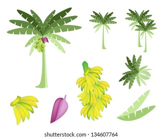 Ecological Concept, An Illustration Collection of Beautiful Tropical Banana Tree with Bananas and Banana Blossom