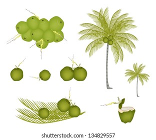 Ecological Concept, An Illustration Collection of Beautiful Fresh Coconuts with Tropical Palm Tree and Coconut Water Drink