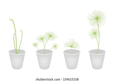 Ecological Concept, An Illustration Collection of Cyperus Papyrus or Cyperaceae Plant in Flowerpot Isolated on White Background for Garden Decoration. 