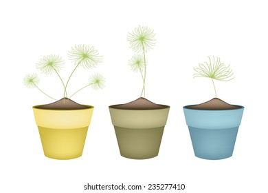 Ecological Concept, Illustration Collection of Egyptian Cyperus Papyrus or Cyperaceae Plant in Terracotta Flower Pots for Garden Decoration. 