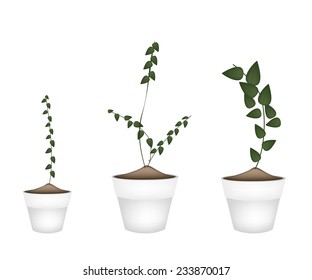 Ecological Concept, Illustration Collection of Ficus Pumila or Green Leaf Creeper Wall Plant in Terracotta Flower Pots for Garden Decoration. 