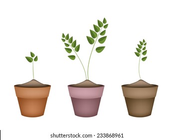 Ecological Concept, Illustration Collection of Small Green Trees in Terracotta Flower Pots for Garden Decoration. 