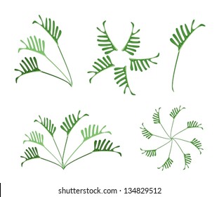 Ecological Concept, An Illustration Collection of Various Style of Green Leaves of Philodendrum Plant Isolated on White Background