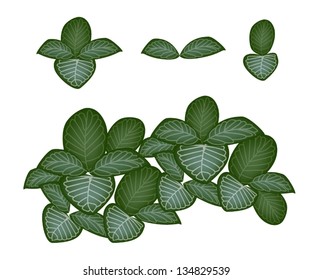 Ecological Concept, An Illustration Collection of Various Style of Green Leaves of Fittonia Verschaffeltii or Nerve Plant Isolated on White Background