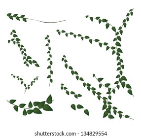 Ecological Concept, An Illustration Collection of Various Style of Ficus Pumila or Green Leaf Creeper Wall Plant Isolated on White Background