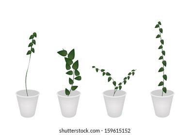 Ecological Concept, An Illustration Collection of Various Style of Ficus Pumila or Green Leaf Creeper Wall Plants in Flowerpots Isolated on White Background for Garden Decoration. 