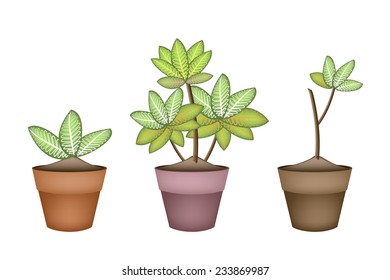 Ecological Concept, Illustration of Dieffenbachia Camilla Tree in Terracotta Flower Pots for Garden Decoration. 