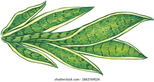 Ecological Concept, Illustration of Dracaena Trifasciata, Saint George's Sword, Mother-in-Law's Tongue, Viper's Bowstring Hemp, Sansevieria Trifasciata or Snake Plant.
