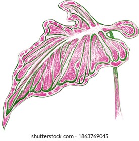 Ecological Concept  Illustration Elephant Ear  Colocasia  Caladium  Heart Jesus Angel Wings Plants in A Garden 

