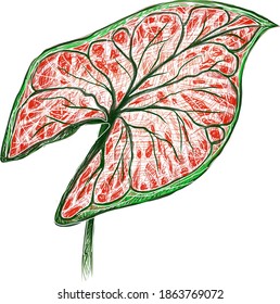 Ecological Concept  Illustration Elephant Ear  Colocasia  Caladium  Heart Jesus Angel Wings Plants in A Garden 
