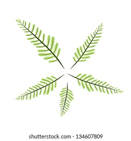 Ecological Concept, An Illustration of Five Leaves of Green Fern and Fern Leaves in Round Shape for Garden Decoration