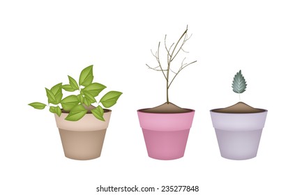 Ecological Concept, Illustration of Green and Dry Trees and Plants, Variety of Plants, Evergreens and Trees for Garden Decoration. 