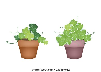 Ecological Concept, Illustration of Green Leaves of Polyscias Plant in Terracotta Flower Pots for Garden Decoration. 
