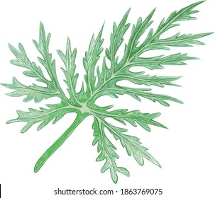 Ecological Concept, Illustration of Philodendron Selloum, Lacy Tree Philodendron or Horsehead Philodendron Leaf on White Background.
