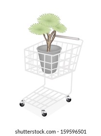 Ecological Concept, A Shopping Cart Full with Green Tree and Plant of Dragon Tree in Flowerpot for Garden Decoration. 
