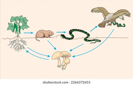 Ecological system, wildlife, animals vector