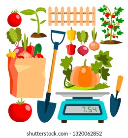 Ecological Vegetables Gardening Vegetable Garden Vector. Natural Product Icons. Isolated Flat Cartoon Illustration