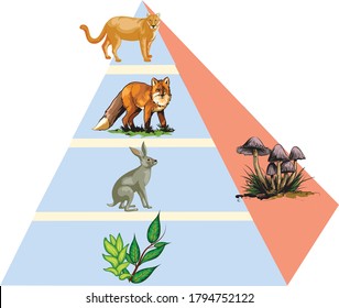 Ecology Animal Food Pyramid Trophic
