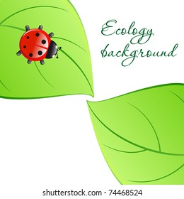 Ecology background - ladybug on green leaves