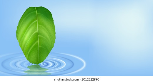 Ecology. Circles on the water of a tree leaf. Abstract vector illustration of a leaf falling on the water. Concentric circles on the water from a fallen object. A banner for creativity.