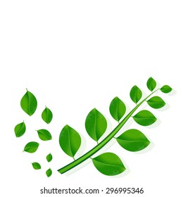 Ecology concept green leaves on white background