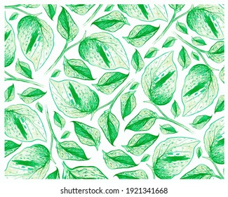 Ecology Concepts, Illustration Background of Epipremnum Aureum, Golden Pothos, Hunter's Robe, Ivy Arum, Money Plant or Silver Vine Creeper Plant.
