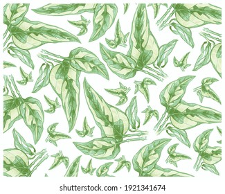 Ecology Concepts, Illustration Background of Epipremnum Aureum, Golden Pothos, Hunter's Robe, Ivy Arum, Money Plant or Silver Vine Creeper Plant.
