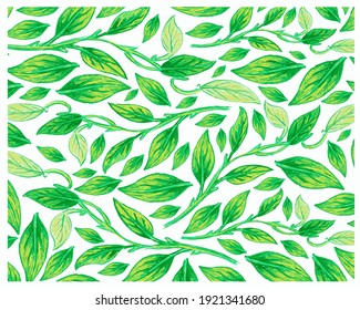 Ecology Concepts, Illustration Background of Epipremnum Aureum, Golden Pothos, Hunter's Robe, Ivy Arum, Money Plant or Silver Vine Creeper Plant.
