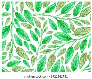 Ecology Concepts, Illustration Background of Green Leaf of Philodendron Melanochrysum Linden Plants.
