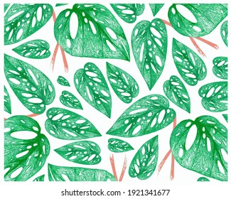 Ecology Concepts, Illustration Background of Window Leaf or Monstera Obliqua Plant.
