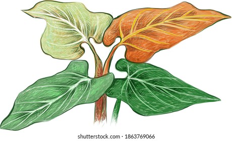 Ecology Concepts  Illustration Elephant Ear  Philodendron Colocasia Plants for Garden Decoration 
