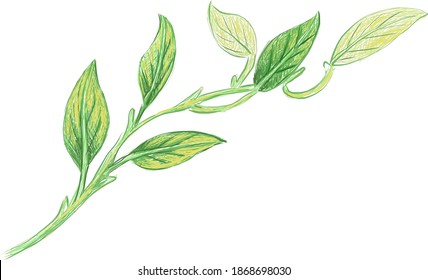 Ecology Concepts, Illustration of Epipremnum Aureum, Golden Pothos, Hunter's Robe, Ivy Arum, Money Plant or Silver Vine Creeper Plant.
