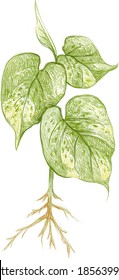 Ecology Concepts, Illustration of Golden Pothos, Hunter's Robe, Ivy Arum, Money Plant or Silver Vine Creeper Plant.
