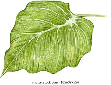 Ecology Concepts  Illustration Green Leaf Elephant Ear  Philodendron Colocasia Plants 
