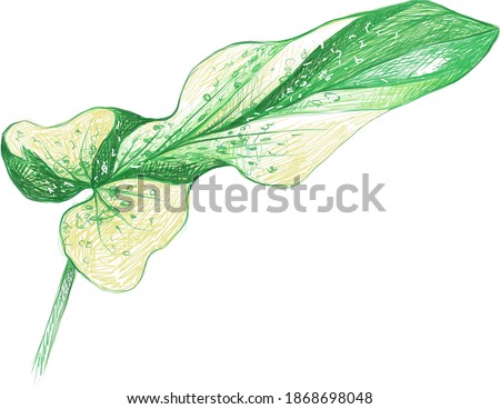 Ecology Concepts, Illustration of Green Leaf of Philodendron Bipennifolium or Fiddleleaf Philodendron Plants.

