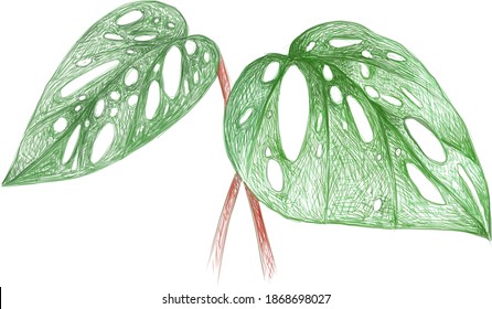 Ecology Concepts, Illustration of Window Leaf or Monstera Obliqua Plant.
