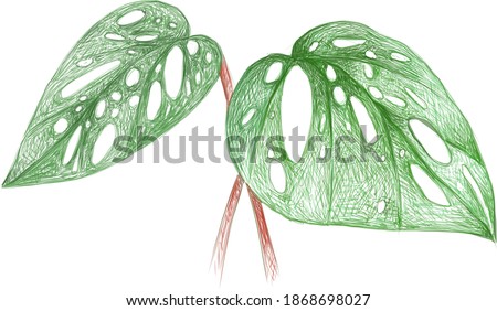 Ecology Concepts, Illustration of Window Leaf or Monstera Obliqua Plant.
