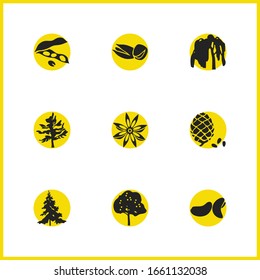 Ecology icons set with pine nut, cashew and larch tree elements. Set of ecology icons and peanut concept. Editable vector elements for logo app UI design.